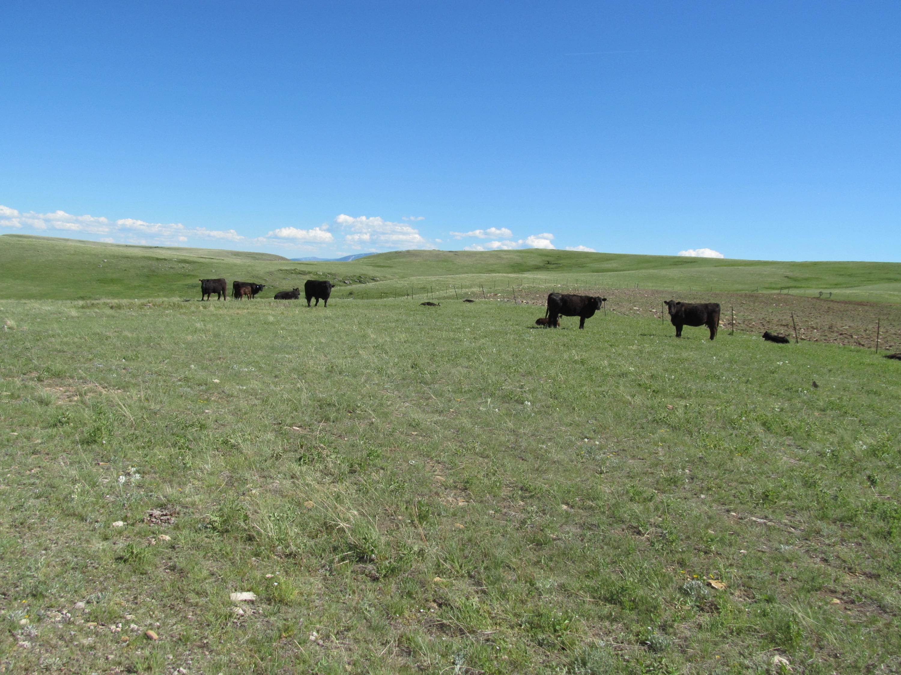 8. Land for Sale at 17 Cottonwood Coulee Road, Stockett, Montana 59480 United States