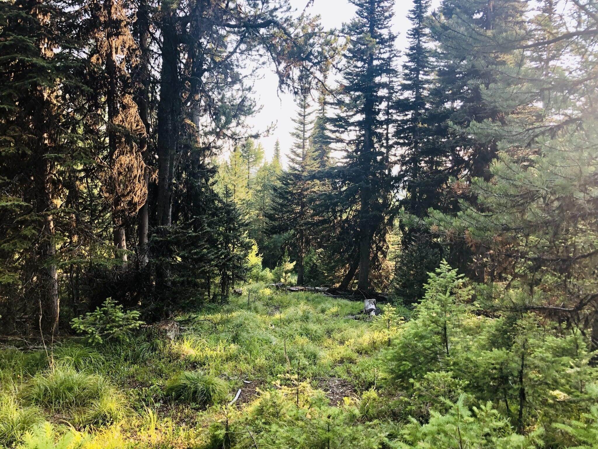 19. Land for Sale at Mill Creek Road, Frenchtown, Montana 59834 United States