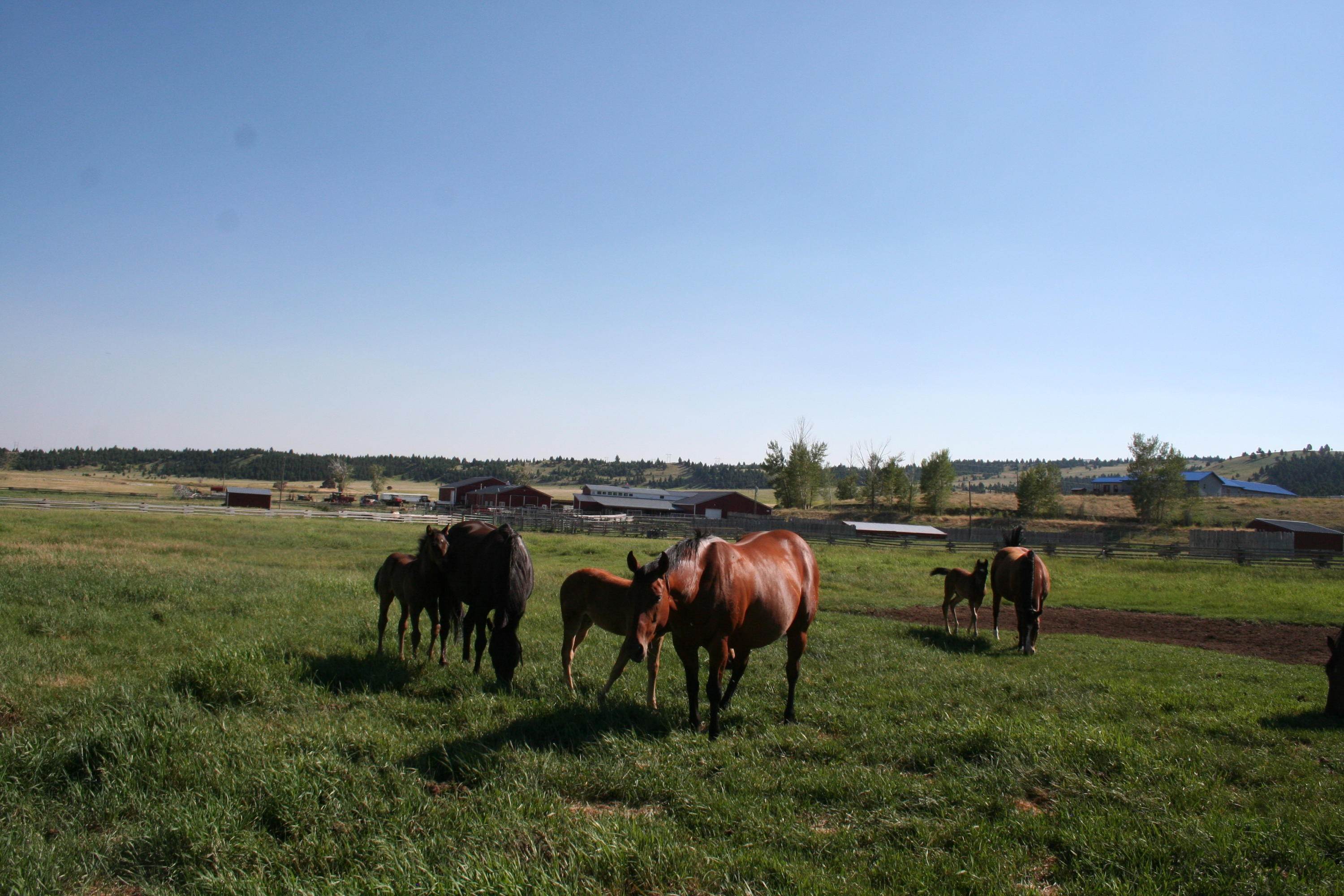 8. Farm / Agriculture for Sale at 20 & 1380 Glacier View Drive Deer Lodge, Montana 59722 United States