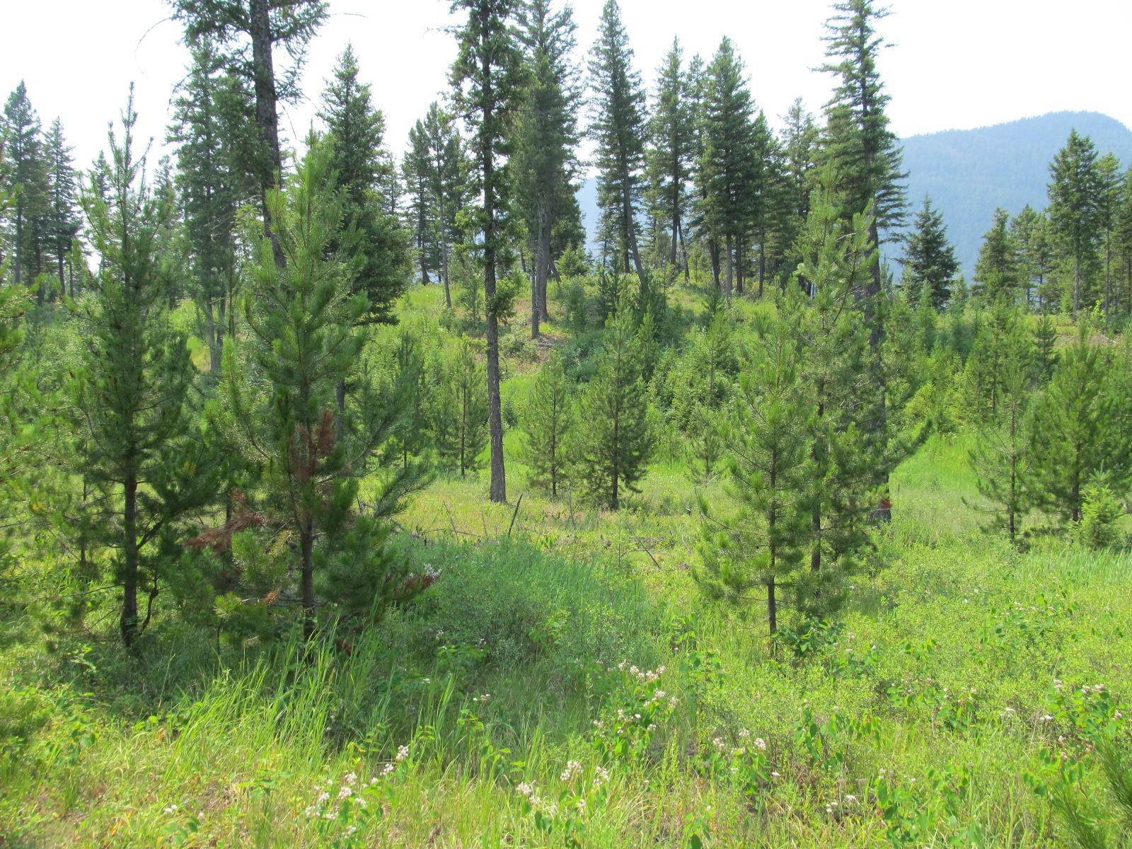 8. Land for Sale at 1182 Lake Meadow Way Columbia Falls, Montana 59912 United States