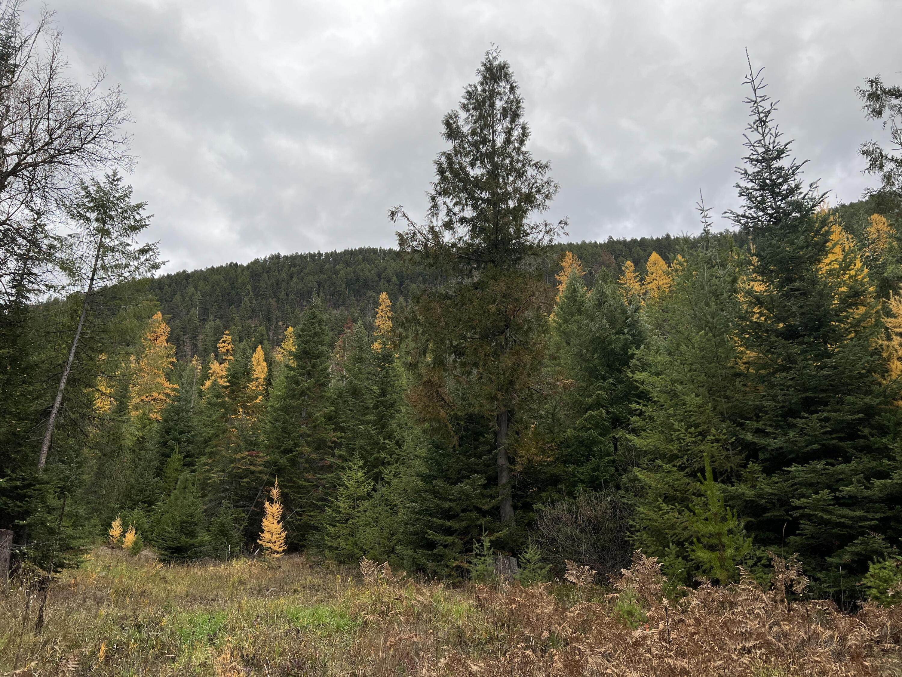 15. Land for Sale at West Pine Creek Road, Troy, Montana 59935 United States