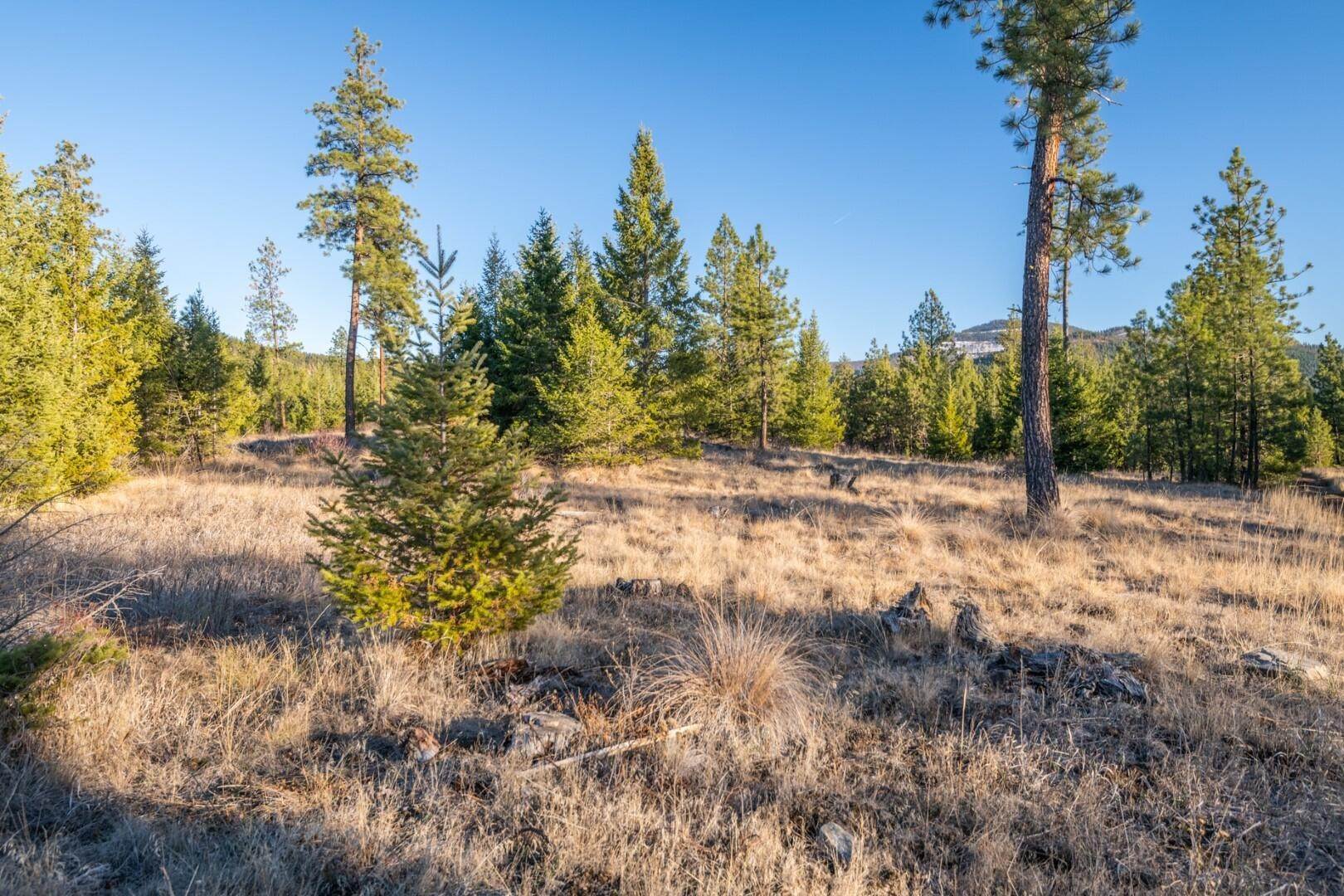 14. Land for Sale at Mt Highway 28 Plains, Montana 59859 United States