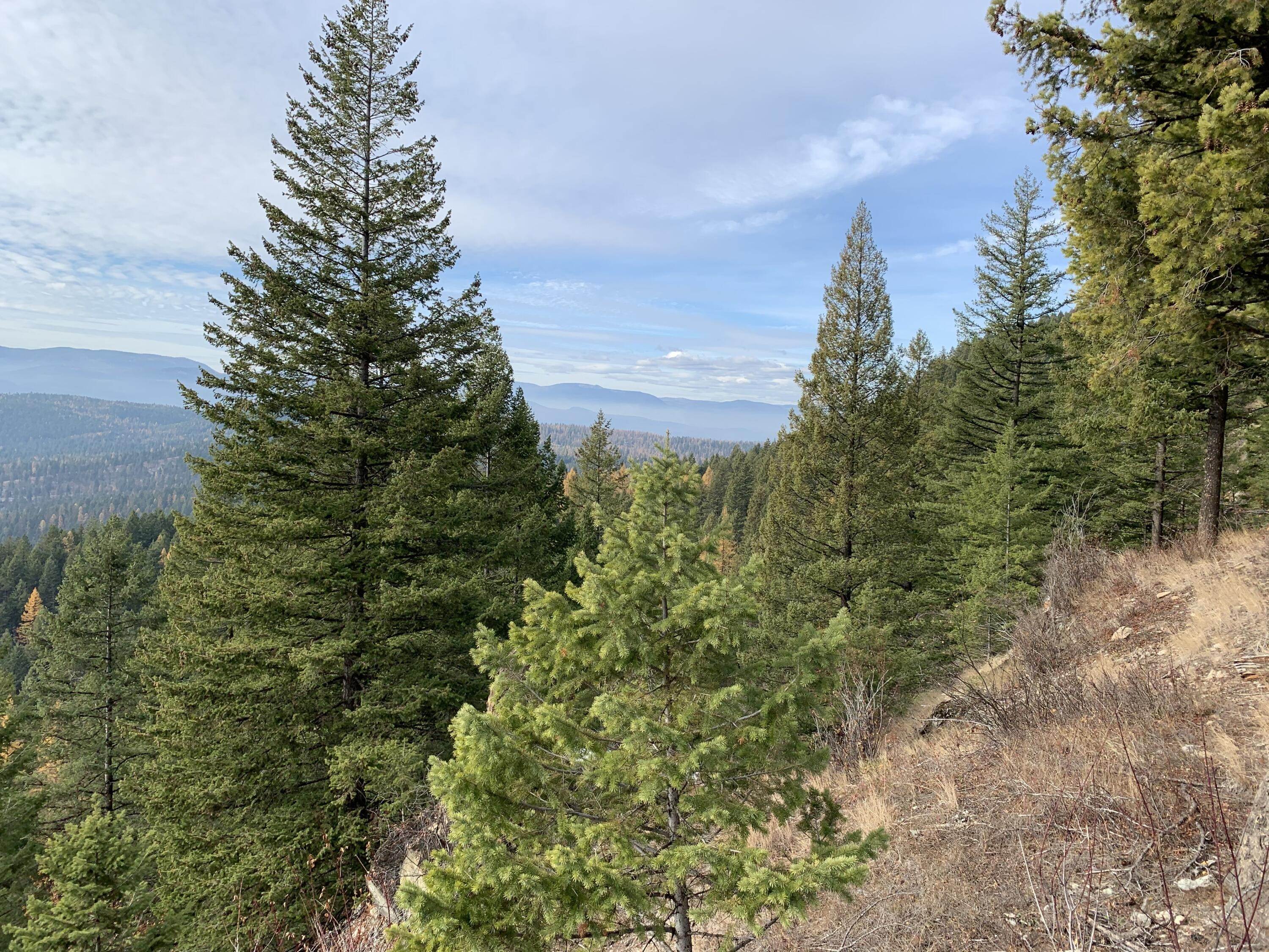 8. Land for Sale at 2399 Wolf Tail Pines Road, Whitefish, Montana 59937 United States