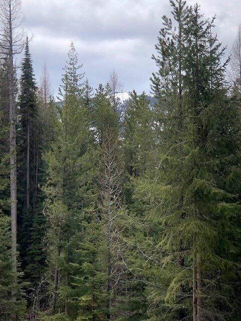 4. Land for Sale at 9275/9285 Lost Prairie Road, Marion, Montana 59925 United States