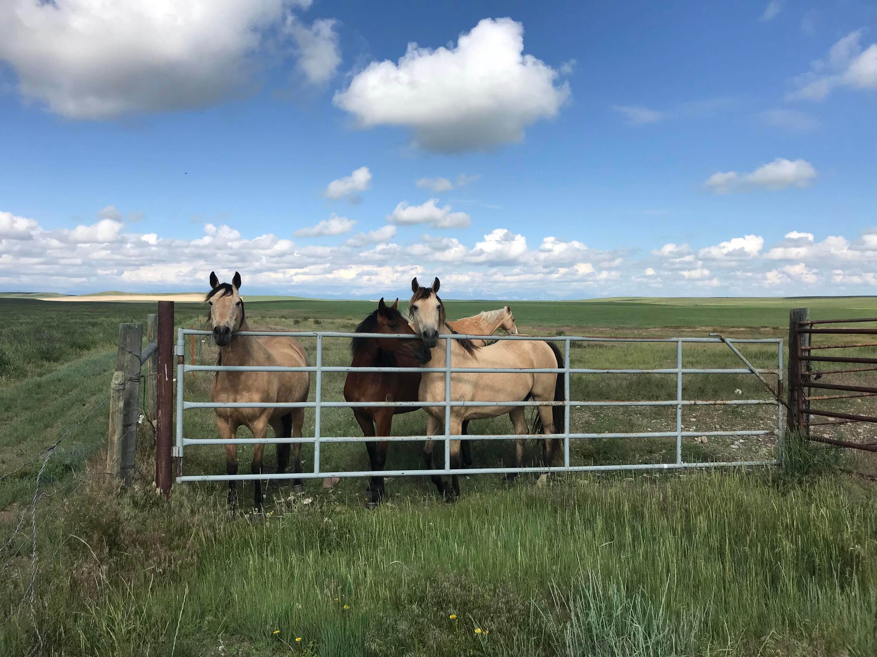 6. Land for Sale at 405 Mt Highway 221, Choteau, Montana 59422 United States