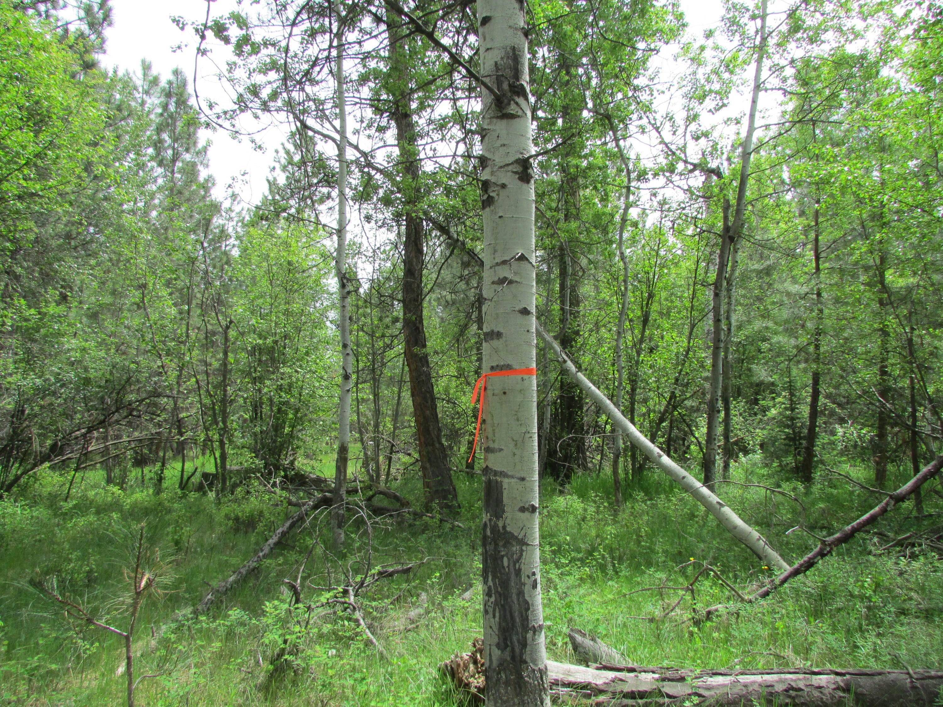 10. Land for Sale at 336 Meadowood Lane, Victor, Montana 59875 United States