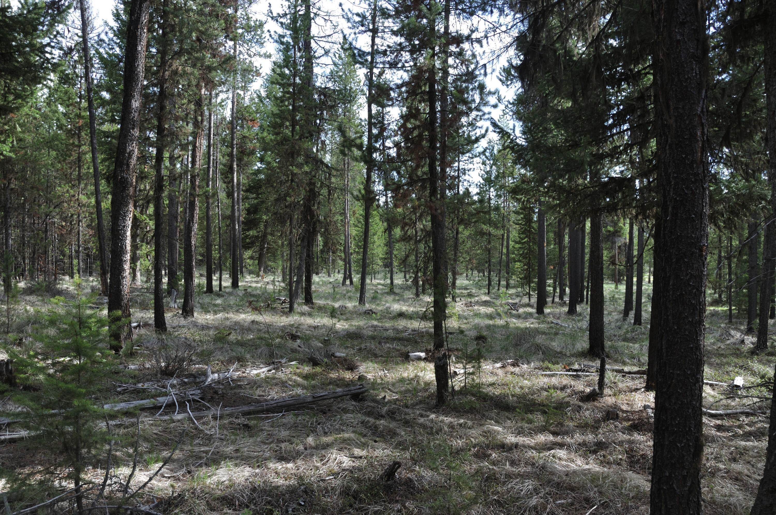 9. Land for Sale at Hubbart Dam Road, Marion, Montana 59925 United States