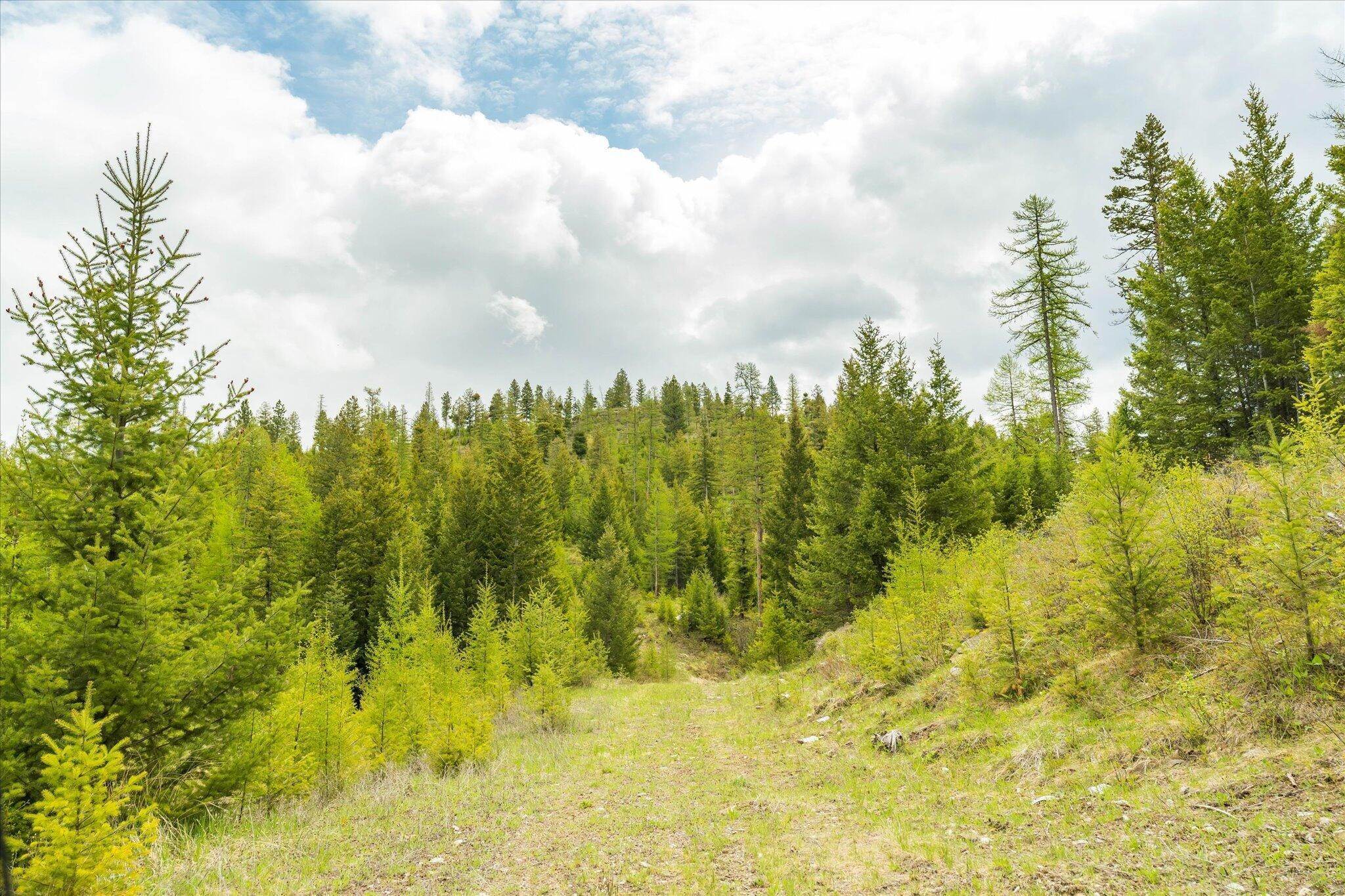 12. Land for Sale at Coon Hollow Road, Kila, Montana 59920 United States