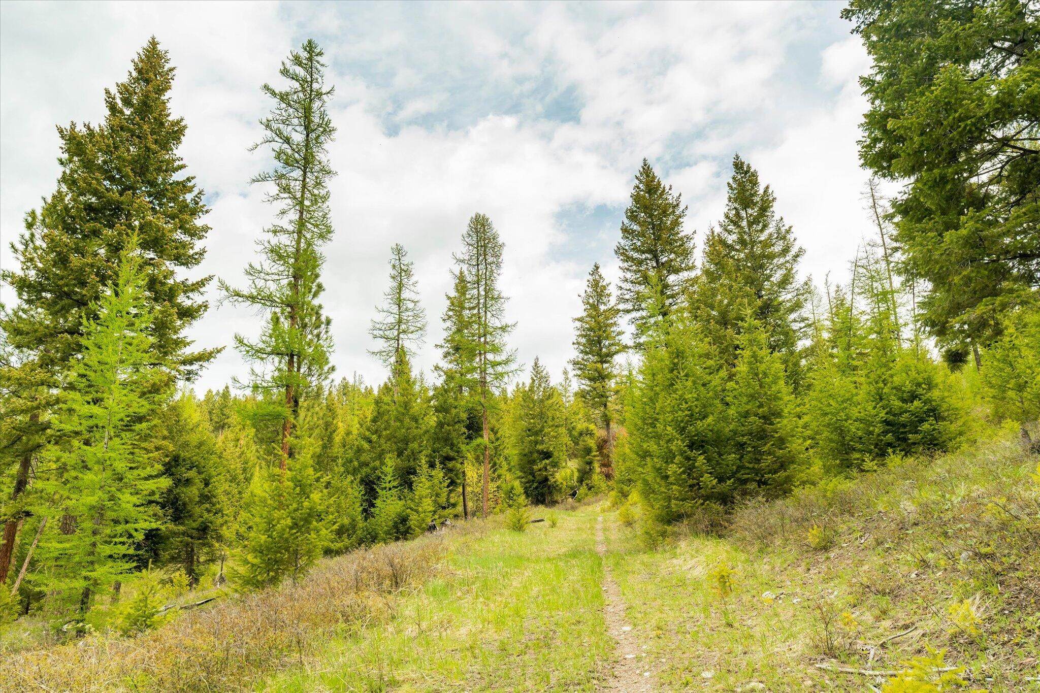 14. Land for Sale at Coon Hollow Road, Kila, Montana 59920 United States