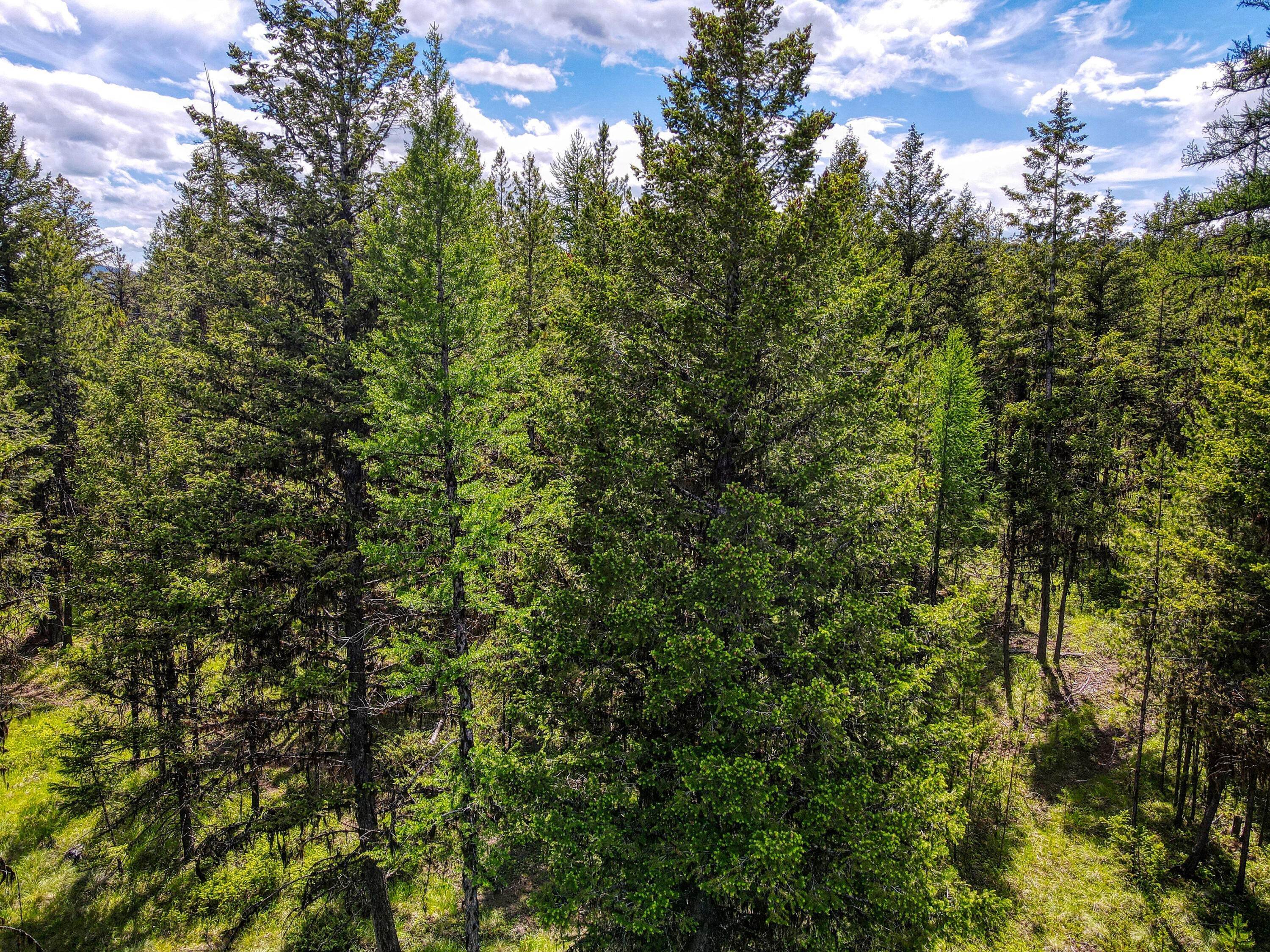 16. Land for Sale at 215 Lodgepole Drive, Marion, Montana 59925 United States