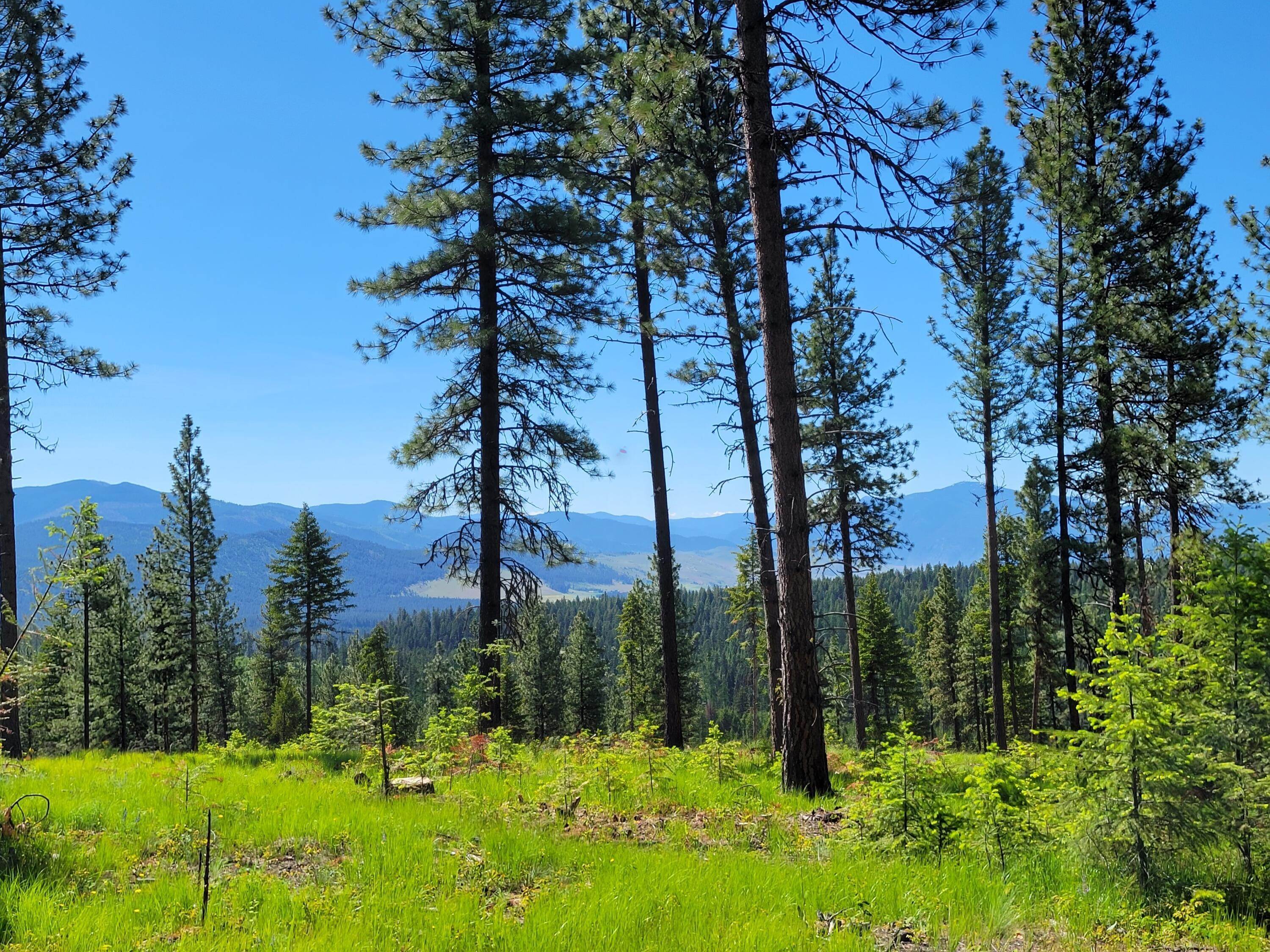 Land for Sale at 312 Little Thompson River Road, Plains, Montana 59859 United States
