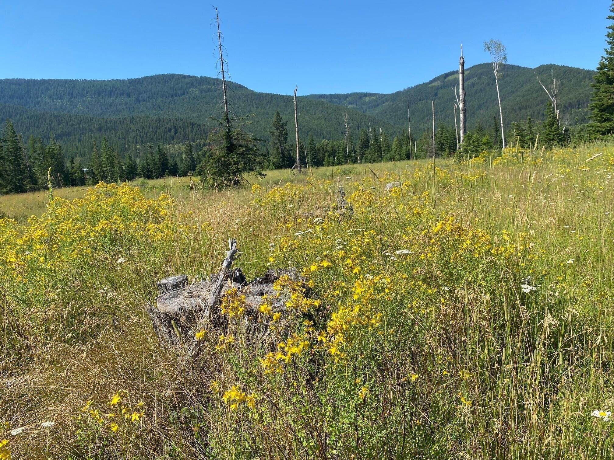 10. Land for Sale at South Hill Road, Trout Creek, Montana 59874 United States