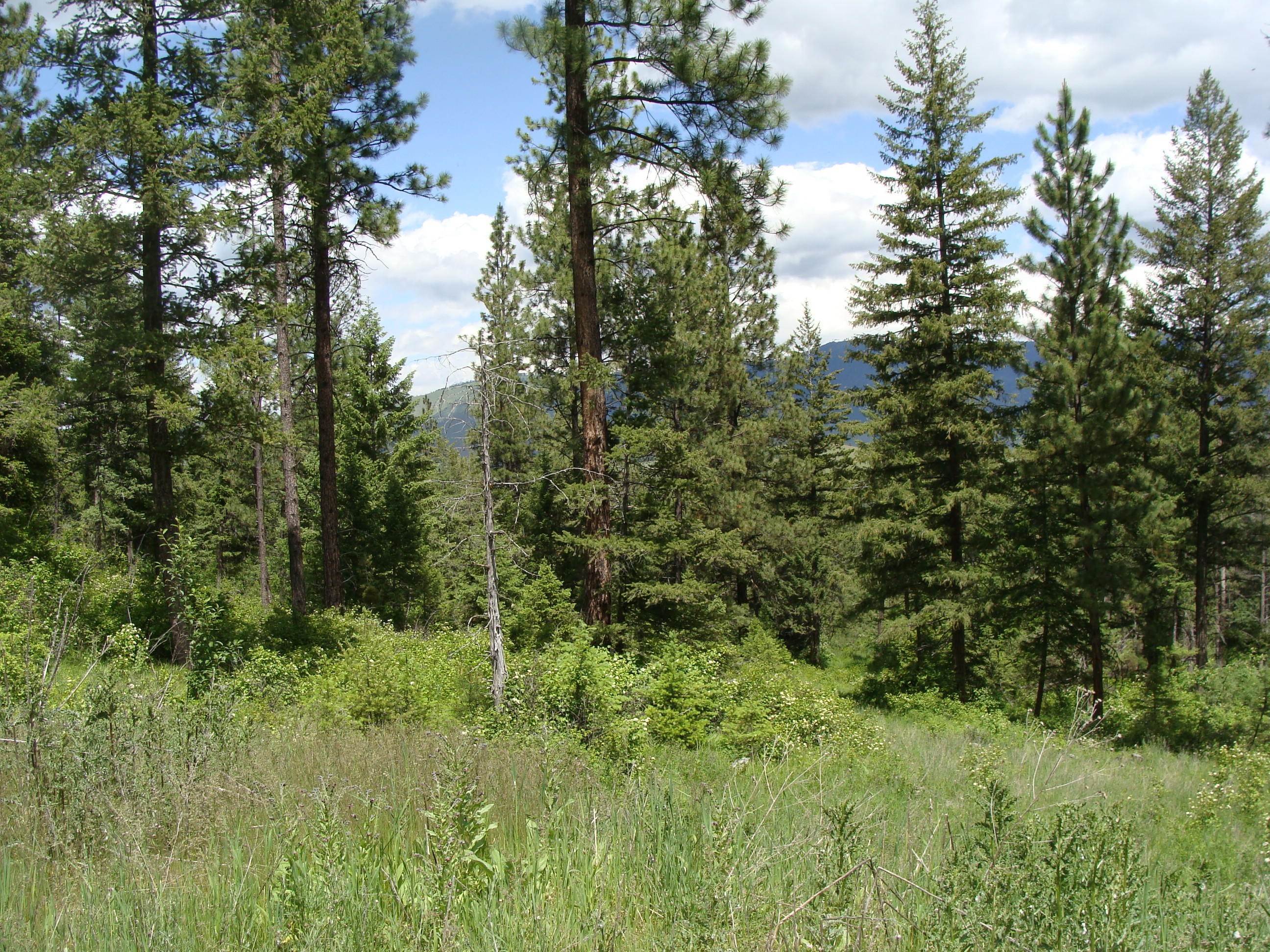 4. Land for Sale at 73847 Arlee Pines Drive, Arlee, Montana 59821 United States