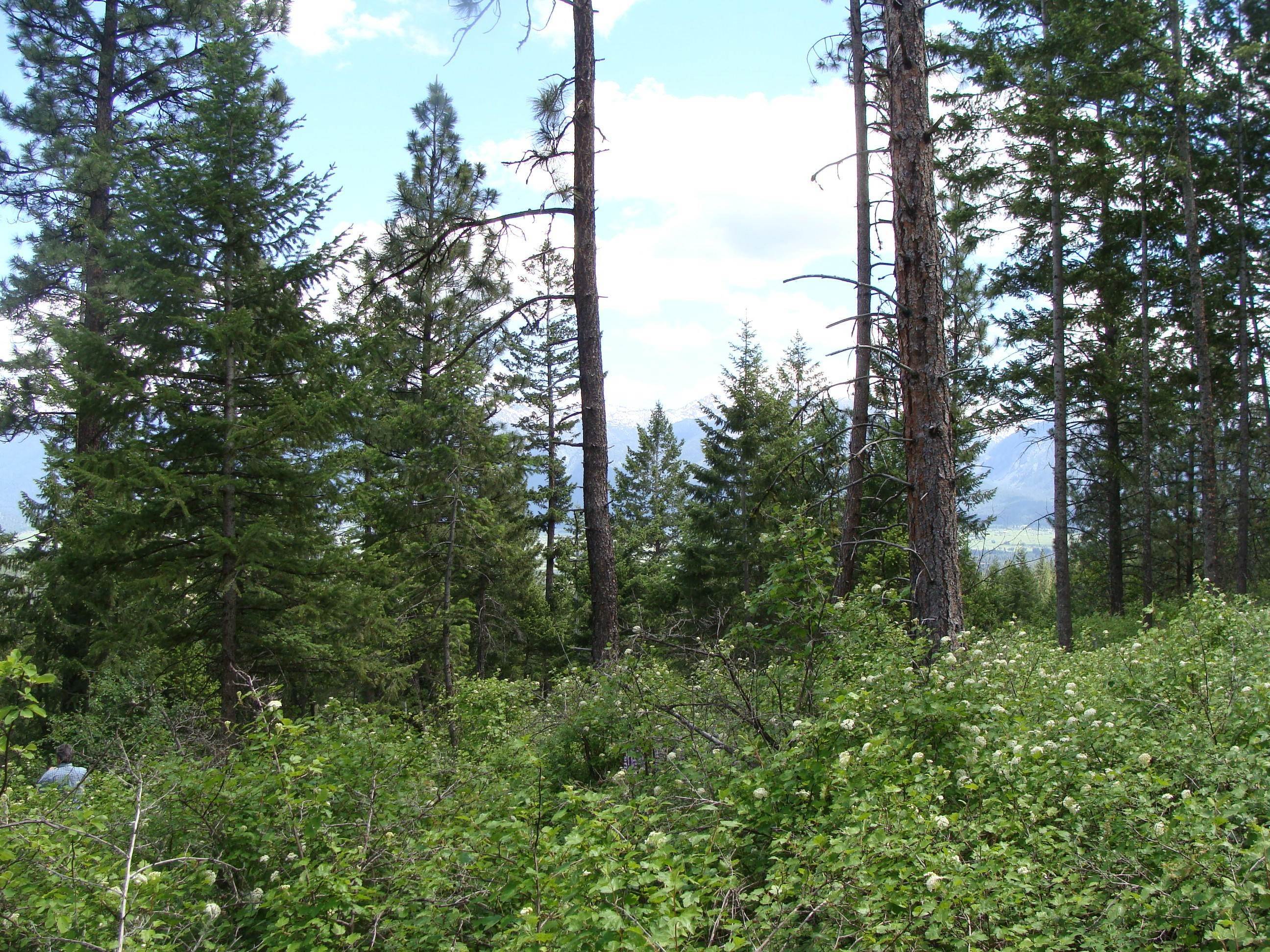 6. Land for Sale at 73847 Arlee Pines Drive, Arlee, Montana 59821 United States