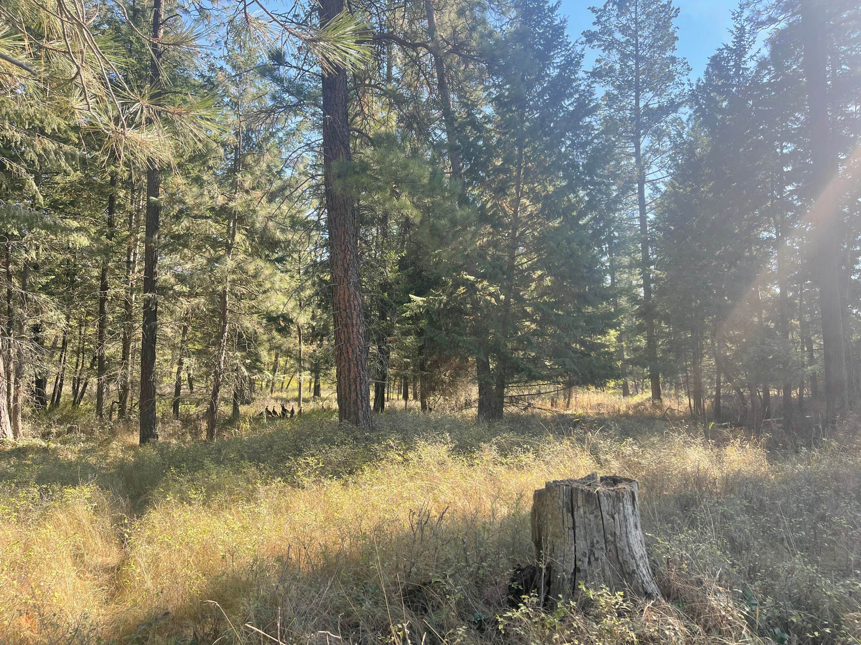 7. Land for Sale at Schrade Road, Kalispell, Montana 59901 United States
