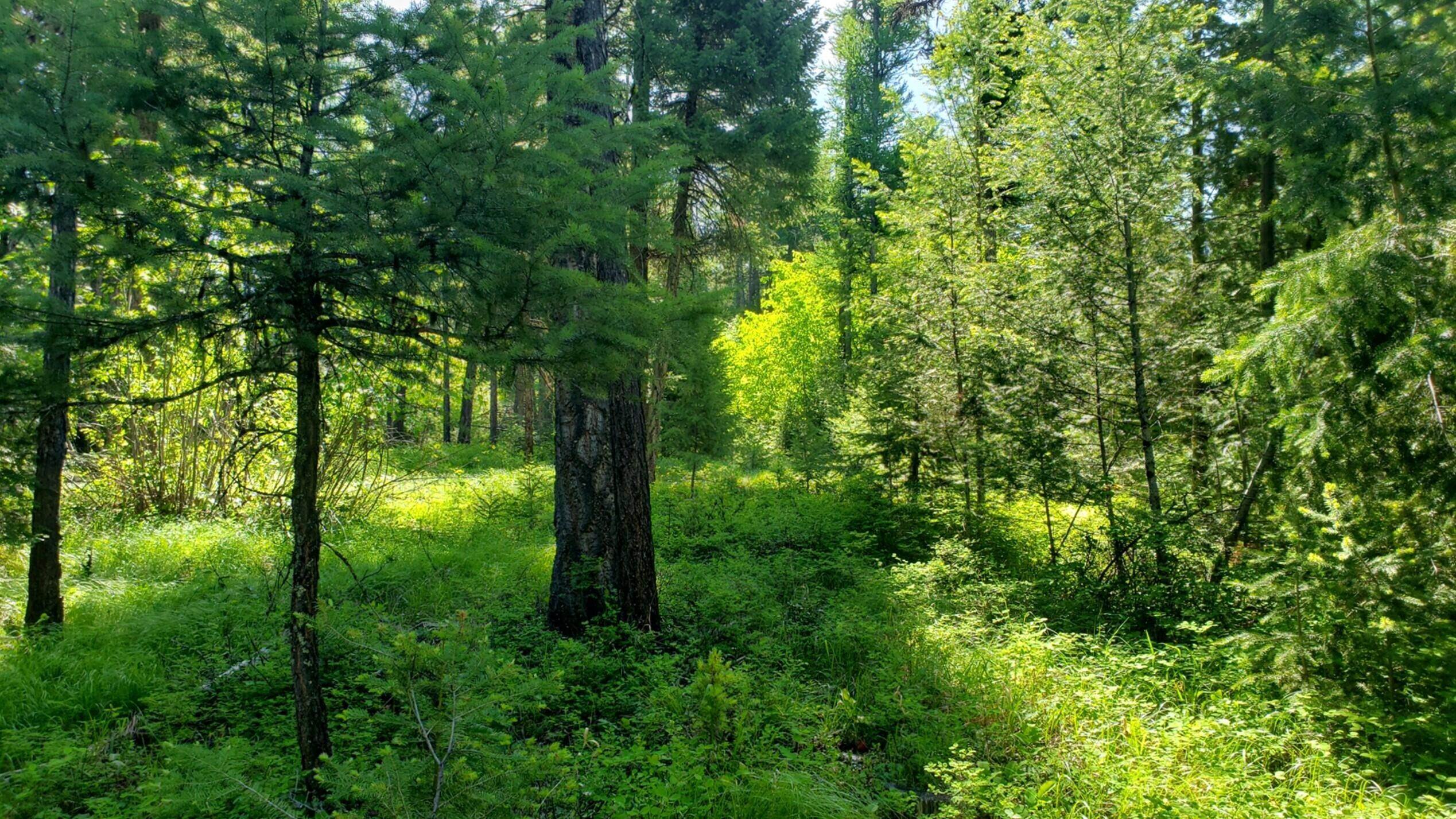 14. Land for Sale at 500 Blacktail Heights Road, Lakeside, Montana 59922 United States
