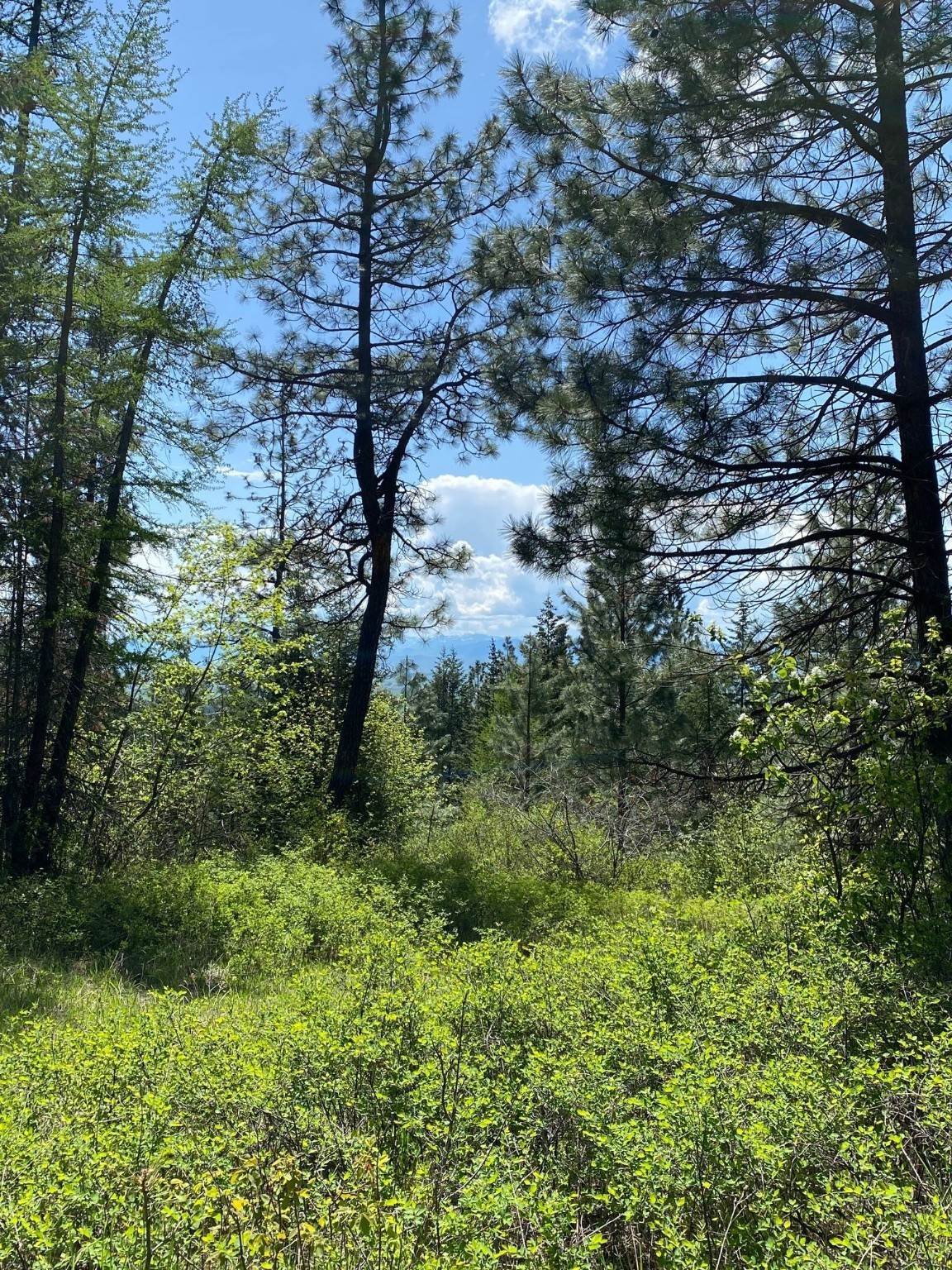 11. Land for Sale at NHN Off of Addy Lane, Ronan, Montana 59864 United States