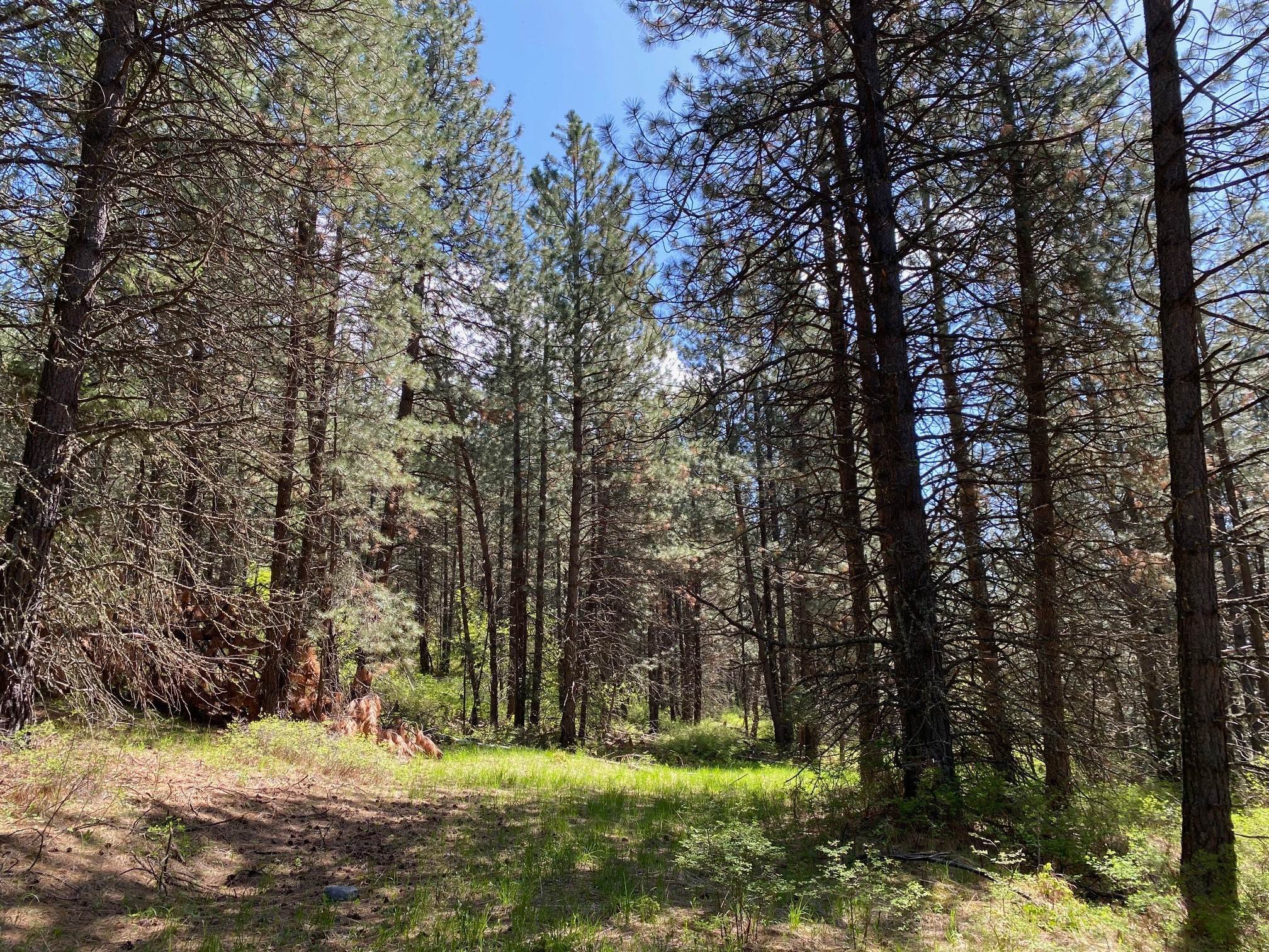 13. Land for Sale at NHN Off of Addy Lane, Ronan, Montana 59864 United States
