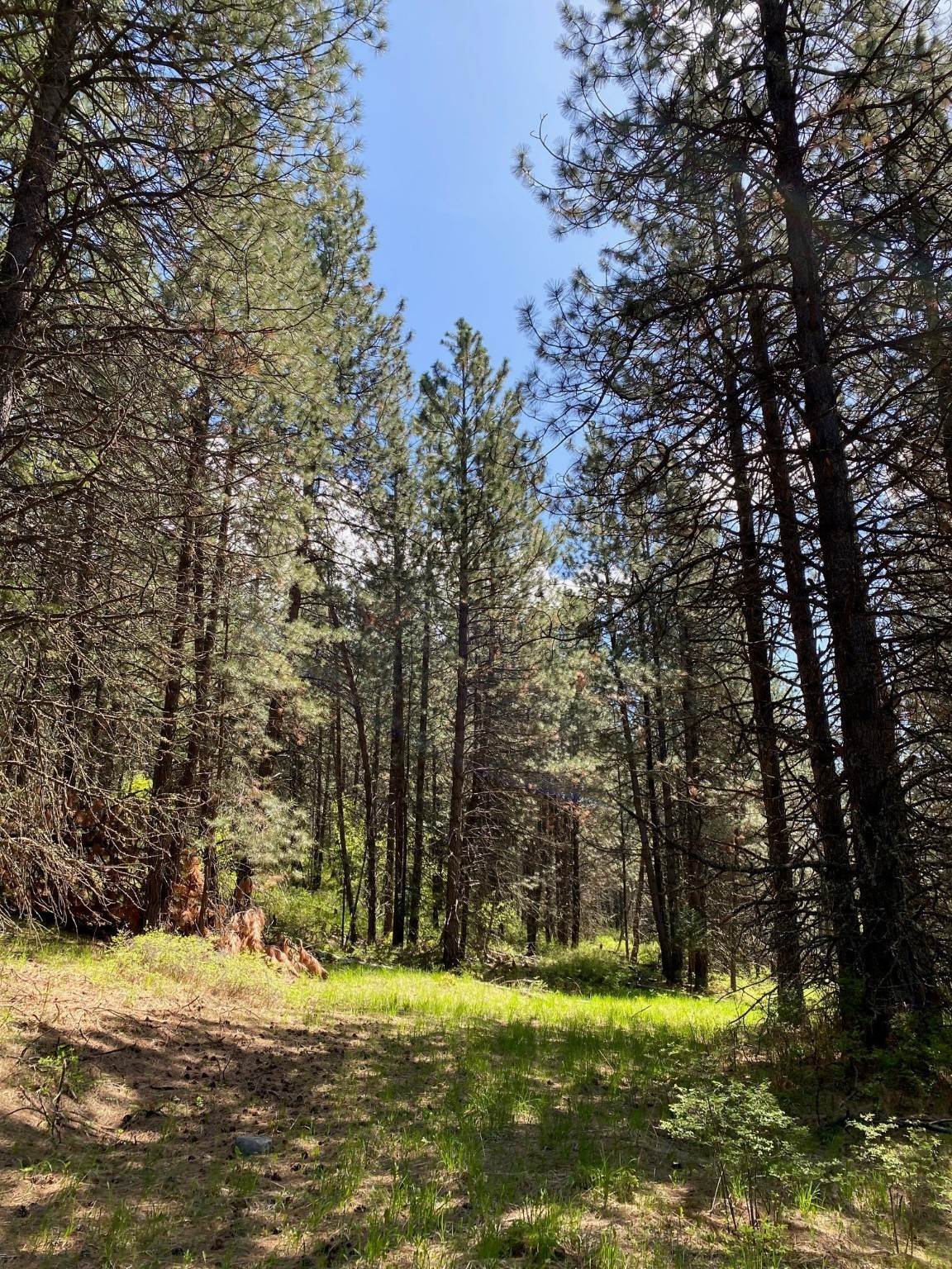16. Land for Sale at NHN Off of Addy Lane, Ronan, Montana 59864 United States