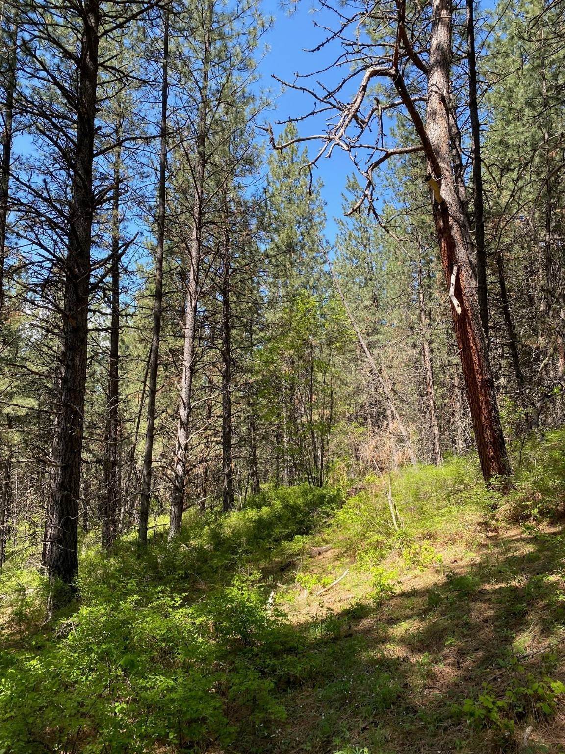 7. Land for Sale at NHN Off of Addy Lane, Ronan, Montana 59864 United States