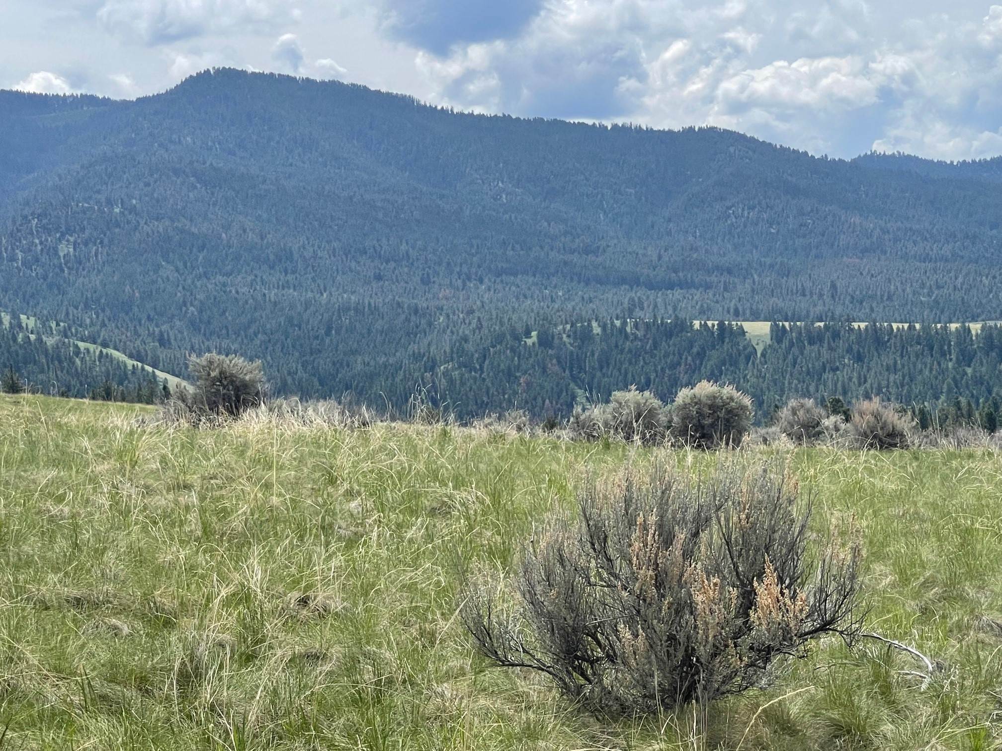 14. Land for Sale at Sapphire Ranch Trail, Corvallis, Montana 59828 United States